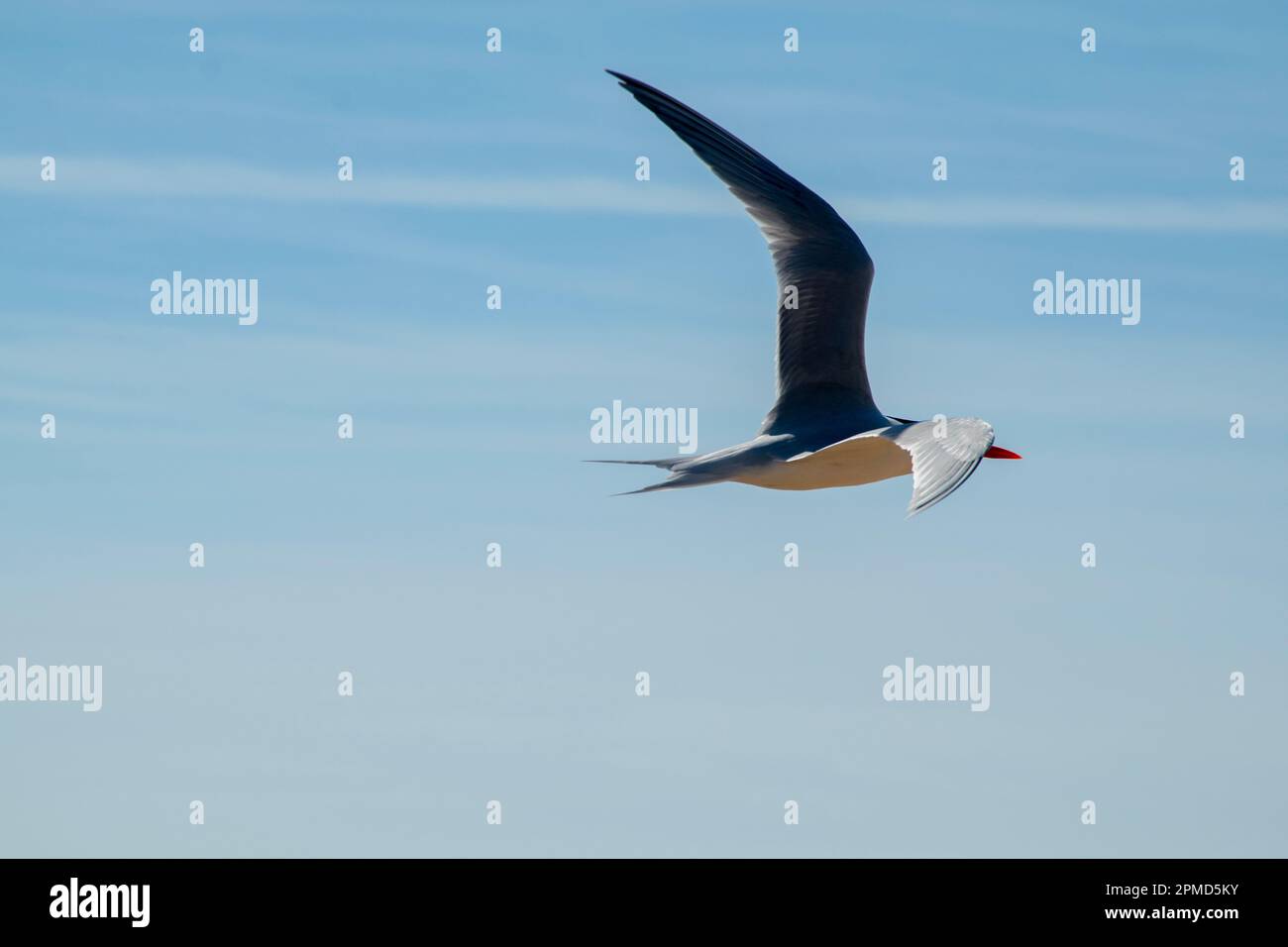 Un oiseau de Sterne royale vole dans le ciel bleu avec de minces nuages. Banque D'Images