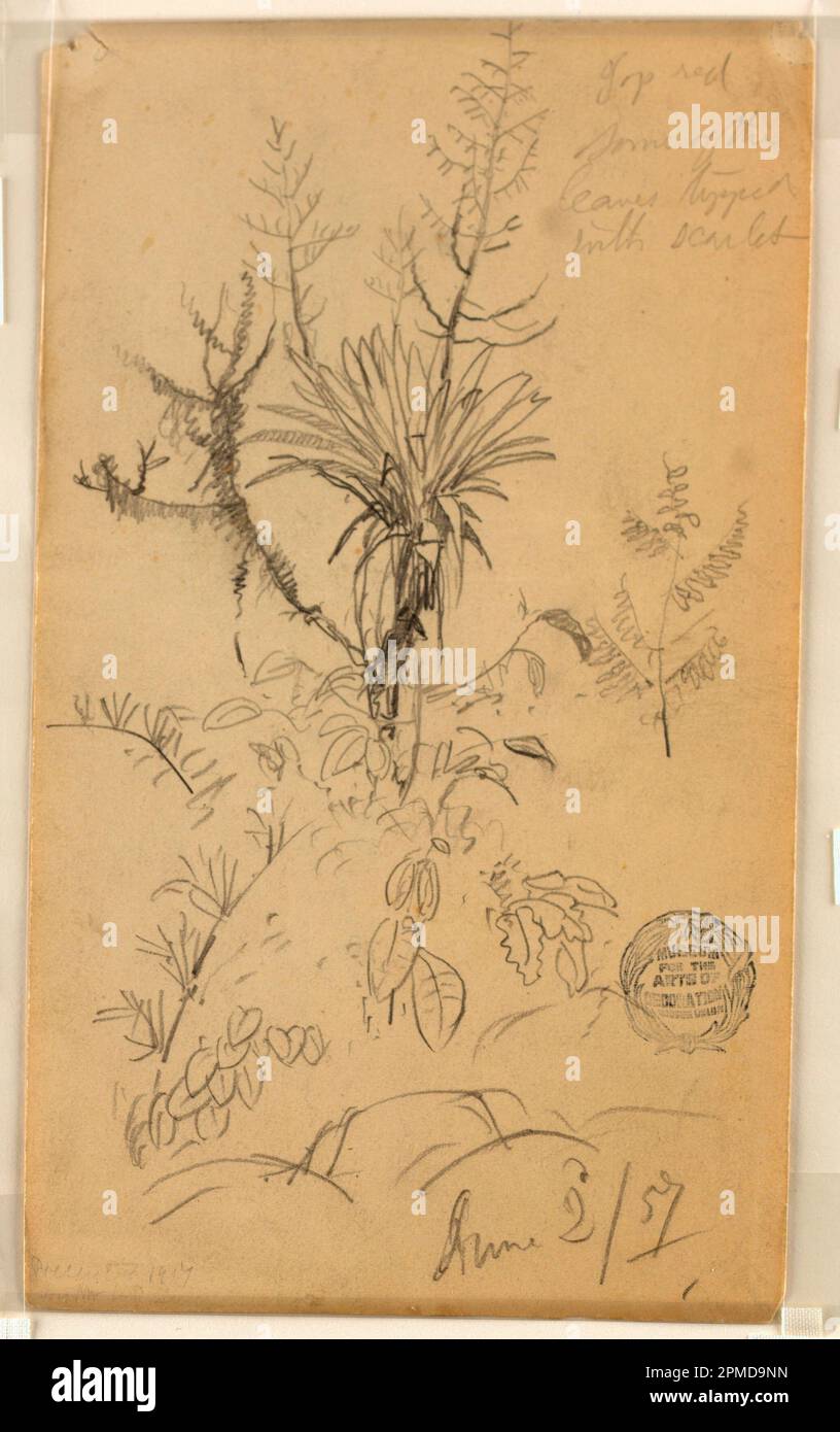 Dessin, étude des plantes et des arbres; église Frederic Edwin (américaine, 1826–1900); graphite sur papier; feuille: 18,6 x 10,9 cm (7 5/16 x 4 5/16 po.) Tapis : 45,7 x 35,6 cm (18 x 14 po) Hauteur x l x P du cadre : 50,3 x 39,6 x 1 cm (19 13/16 x 15 5/8 x 3/8 po) Banque D'Images