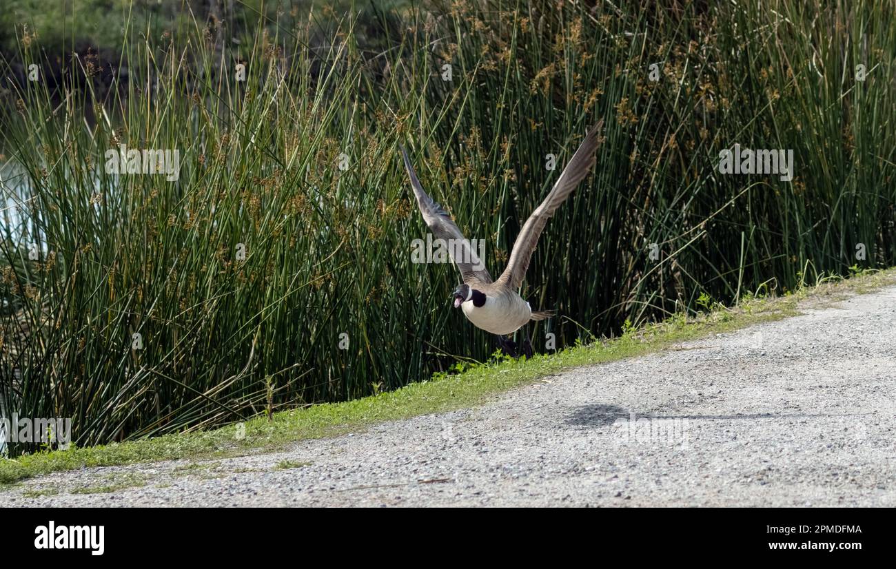 La bernache du Canada survolante au sanctuaire de la faune et de la flore du marais de san joaquin, irvine california, par une journée ensoleillée Banque D'Images
