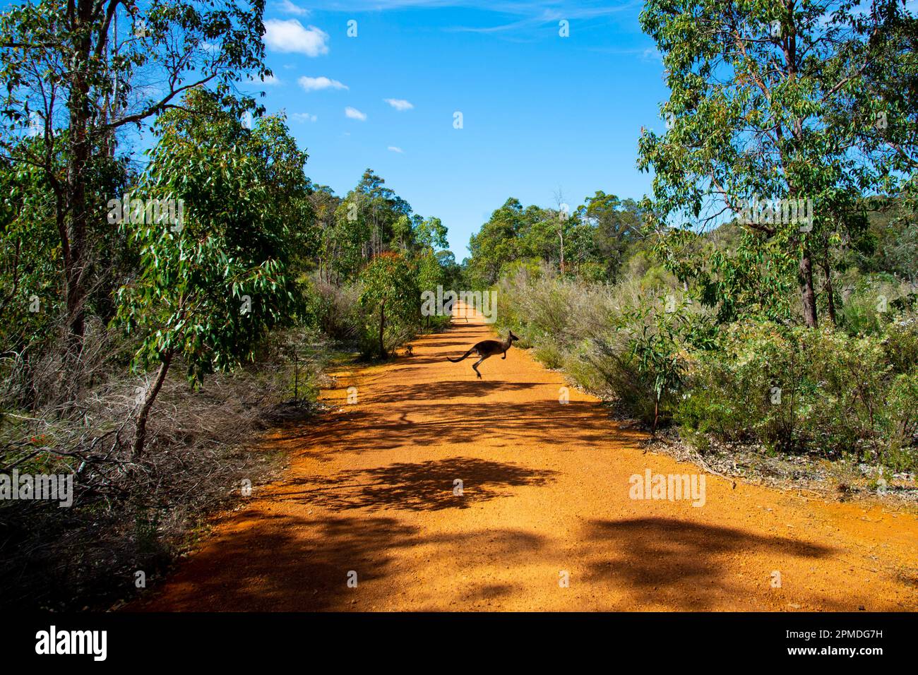 John Forrest National Park - Australie Occidentale Banque D'Images