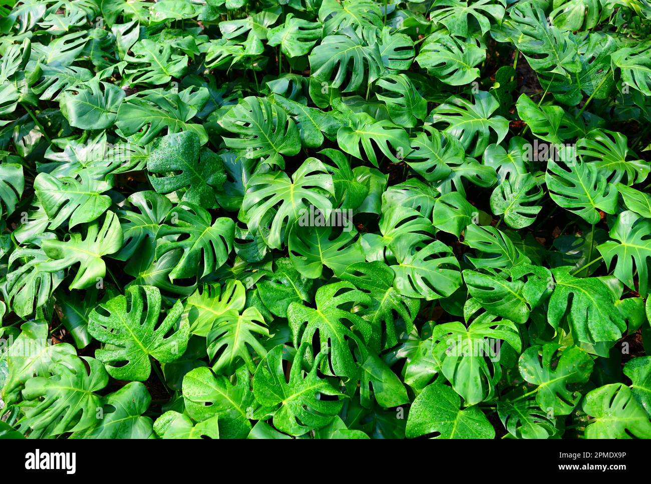 Monstera delicosa feuilles fond texturé , feuilles de feuilles de Monstera texture verte abstraite, fond de nature, feuille tropicale abstraite verte te Banque D'Images Monstera delicosa feuilles fond texturé , feuilles de feuilles de Monstera texture verte abstraite, fond de nature, feuille tropicale abstraite verte te Banque D'Images