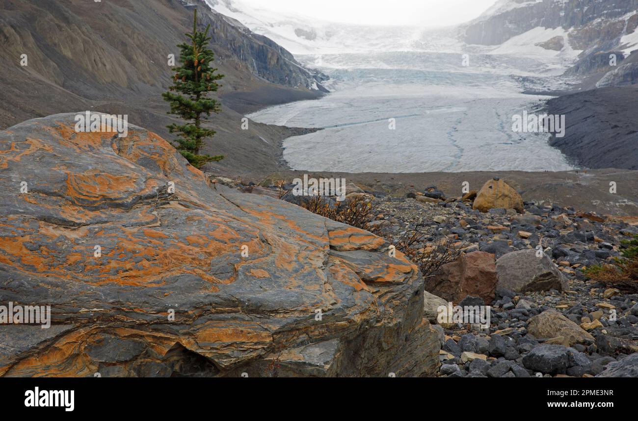 Roche de tigre, couches sédimentaires de dolomite orange et de calcaire gris dans la moraine laissée par le glacier Athabasca en cours de reprise, parc national Jasper, Canada Banque D'Images