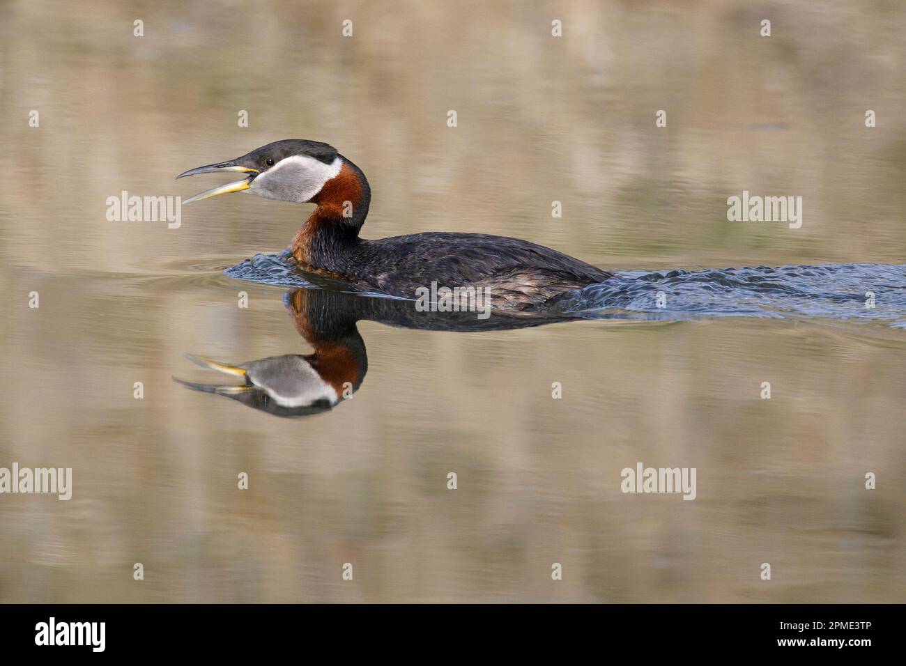 Grebe à col rouge dans un plumage reproducteur, appelant à son compagnon lorsqu'il nage à travers un étang, parc provincial Fish Creek, Calgary, Canada. Podiceps grisegena Banque D'Images