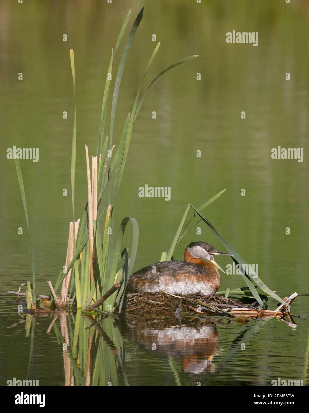 Col Grebe Grebe à col rouge faisant appel à son compagnon de leur nid flottant de ...