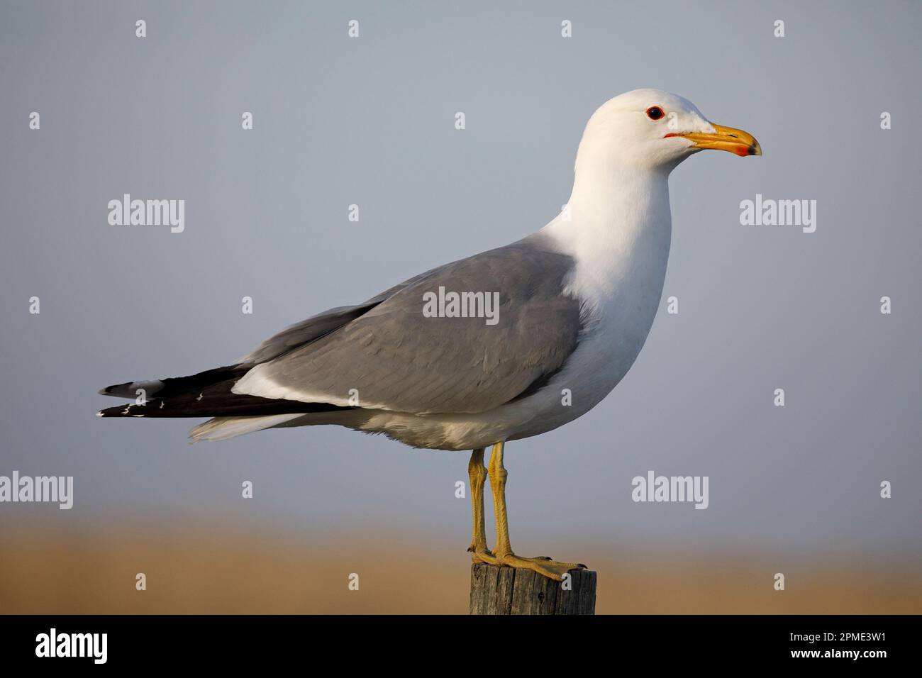 Guette de Californie perchée sur un poste de clôture dans la zone de conservation du lac Frank, Alberta, Canada. (Larus californicus) Banque D'Images