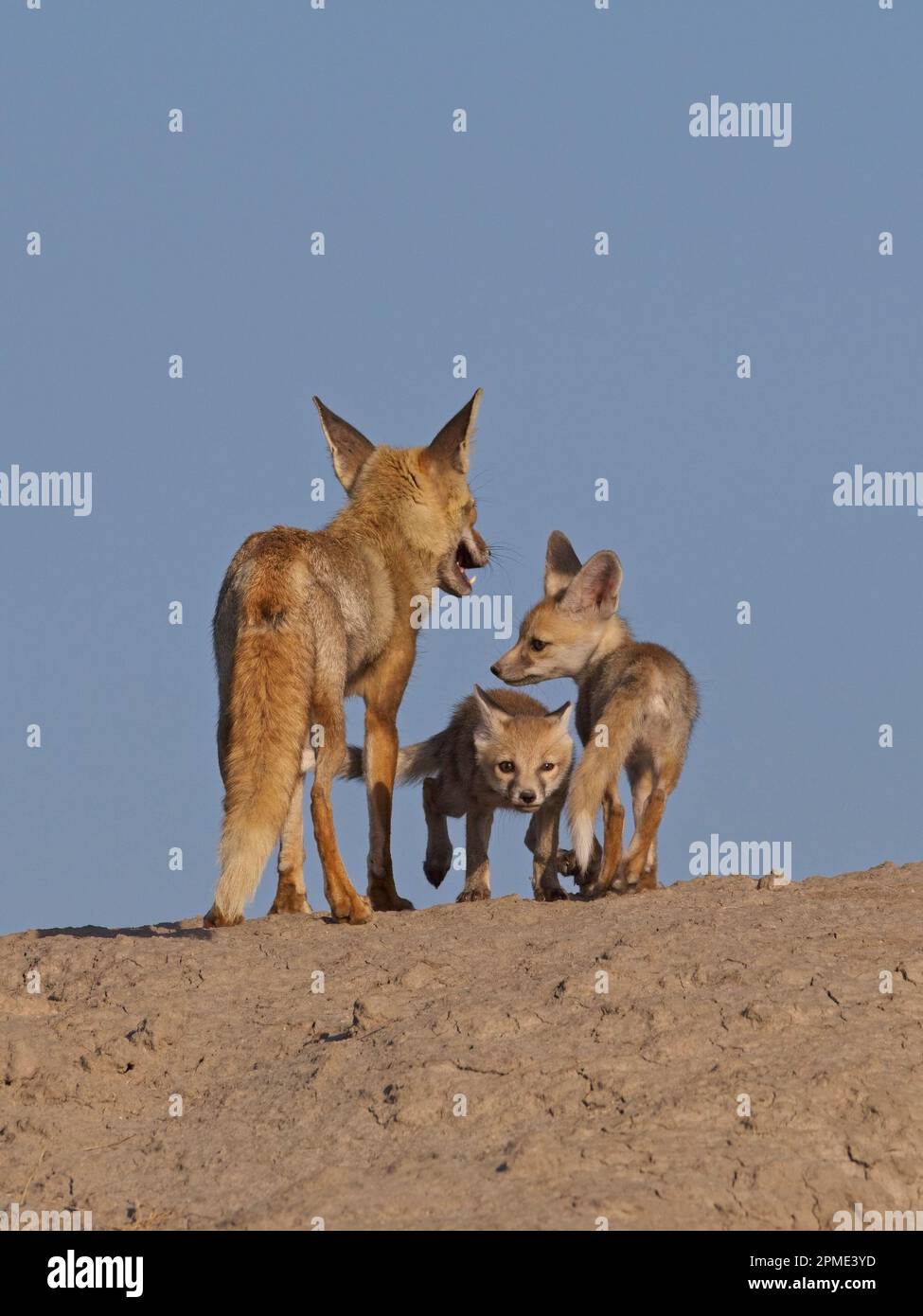 renard du désert (vulpes vulpus pusilla) Banque D'Images