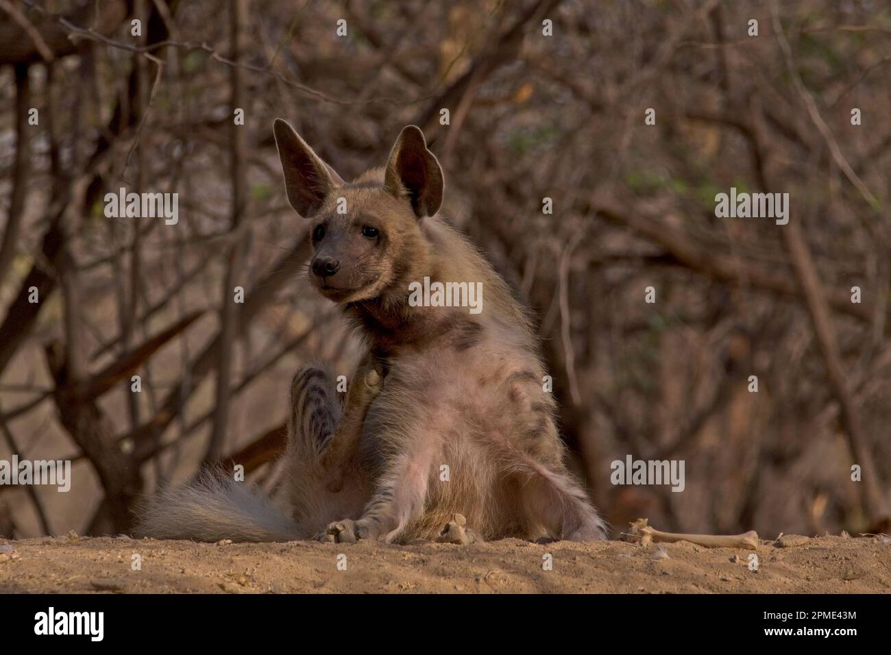 hyène à rayures (Hyena hyena) Banque D'Images