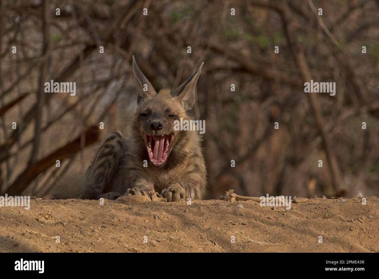 hyène à rayures (Hyena hyena) Banque D'Images