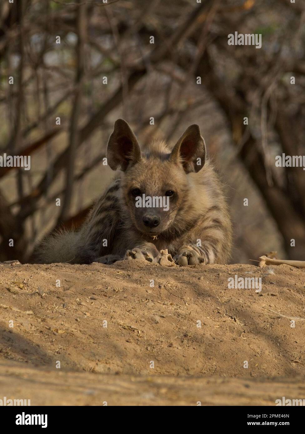 hyène à rayures (Hyena hyena) Banque D'Images