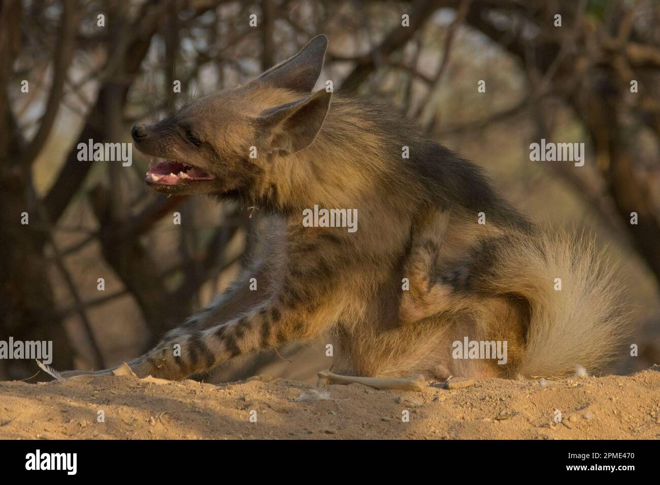 hyène à rayures (Hyena hyena) Banque D'Images