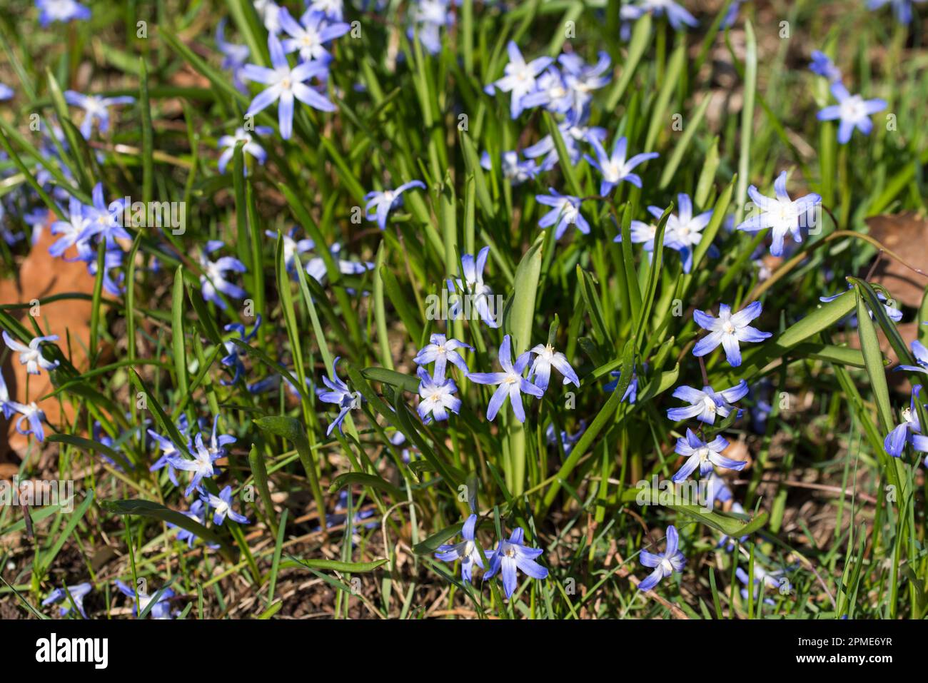 blue scilla lucilae printemps fleurs violettes le jour ensoleillé gros plan foyer sélectif Banque D'Images