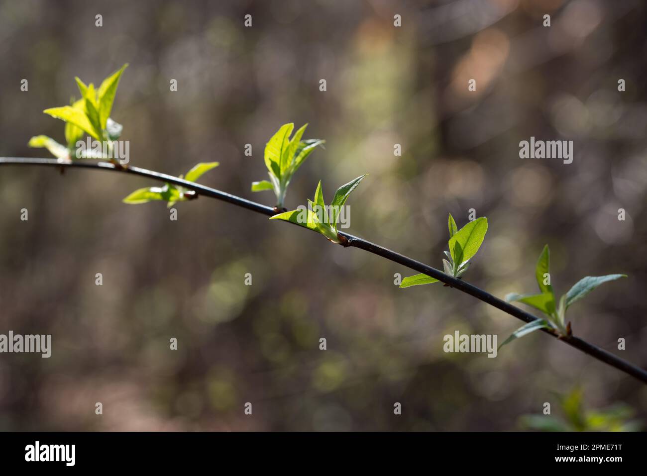 le printemps vert laisse sur teig gros plan sélectif foyer Banque D'Images
