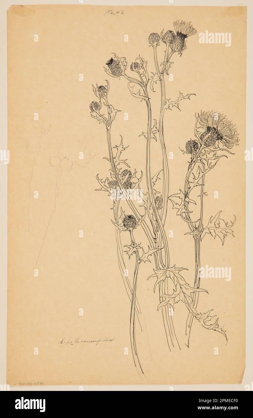 Dessin, étude des plantes de Thistle; Sophia L. Crownfield (américain, 1862–1929); États-Unis; graphite, stylo et encre sur papier à tracer jaune Banque D'Images