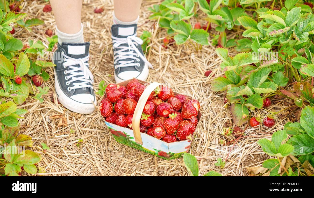 Panier complet avec fraises rouges fraîches après récolte sur terre à côté  de chaussures noires dans une ferme de fraises biologiques. Fraises prêtes  à l'exportation Photo Stock - Alamy