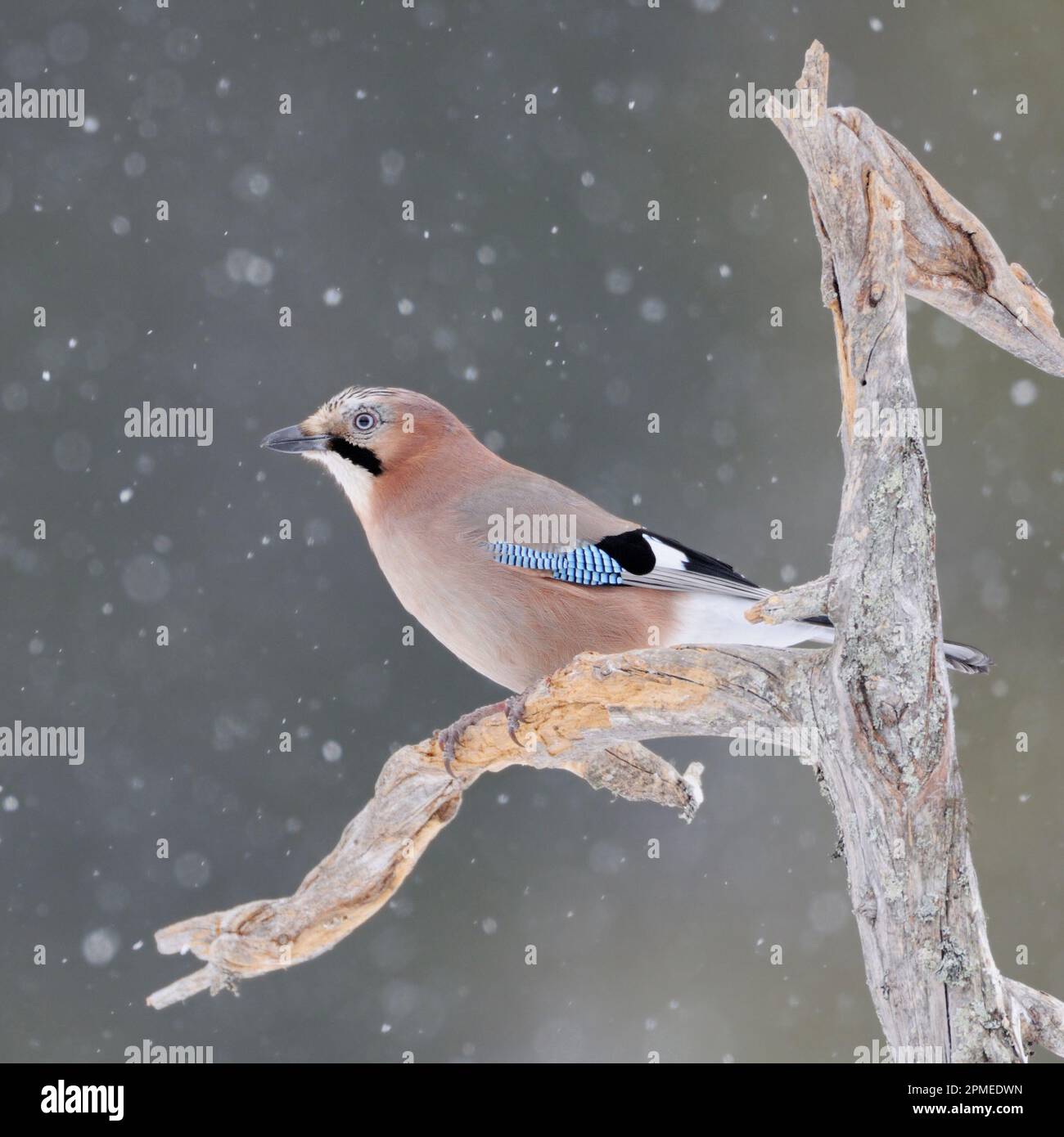Geai eurasien ( Garrulus glandarius ) en hiver, perchée sur un vieux arbre pourri, dans la neige, la neige, la faune, l'Europe. Banque D'Images