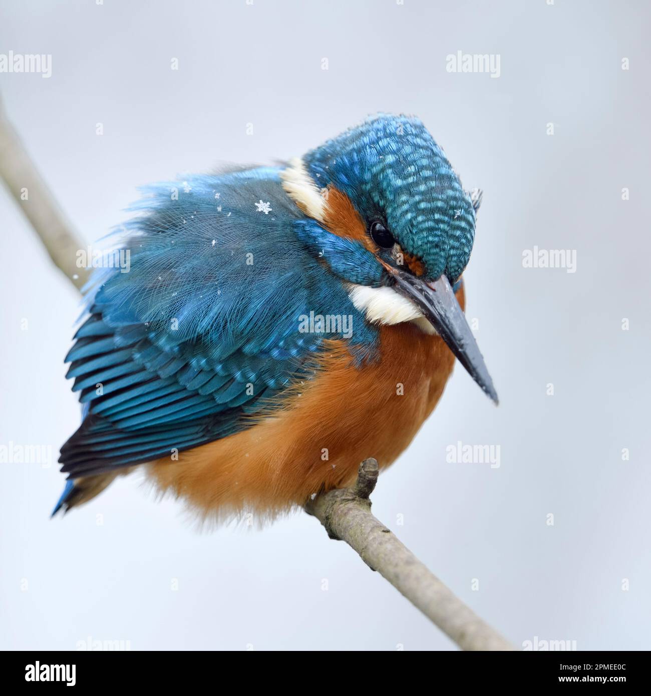 Kingfisher eurasien / Eisvogel ( Alcedo atthis ), homme en hiver avec des flocons de neige sur son plumage, perché sur une branche, chasse, à la recherche de proies, wil Banque D'Images