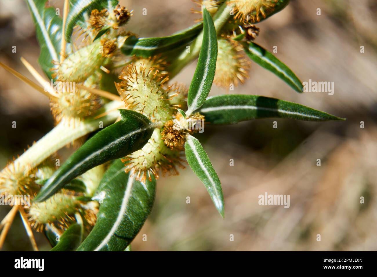 Images macro de Bathurst Burr ou de Xanthium spinosum, un ravageur de mauvaises herbes invasif introduit. Banque D'Images