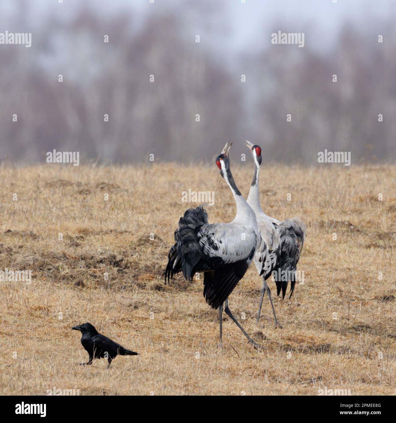 Couple de grues communes / Grükraniche ( Grus grus ), couple dans une belle robe de reproduction courting, danse, présentation de la cour, faune, Europe. Banque D'Images