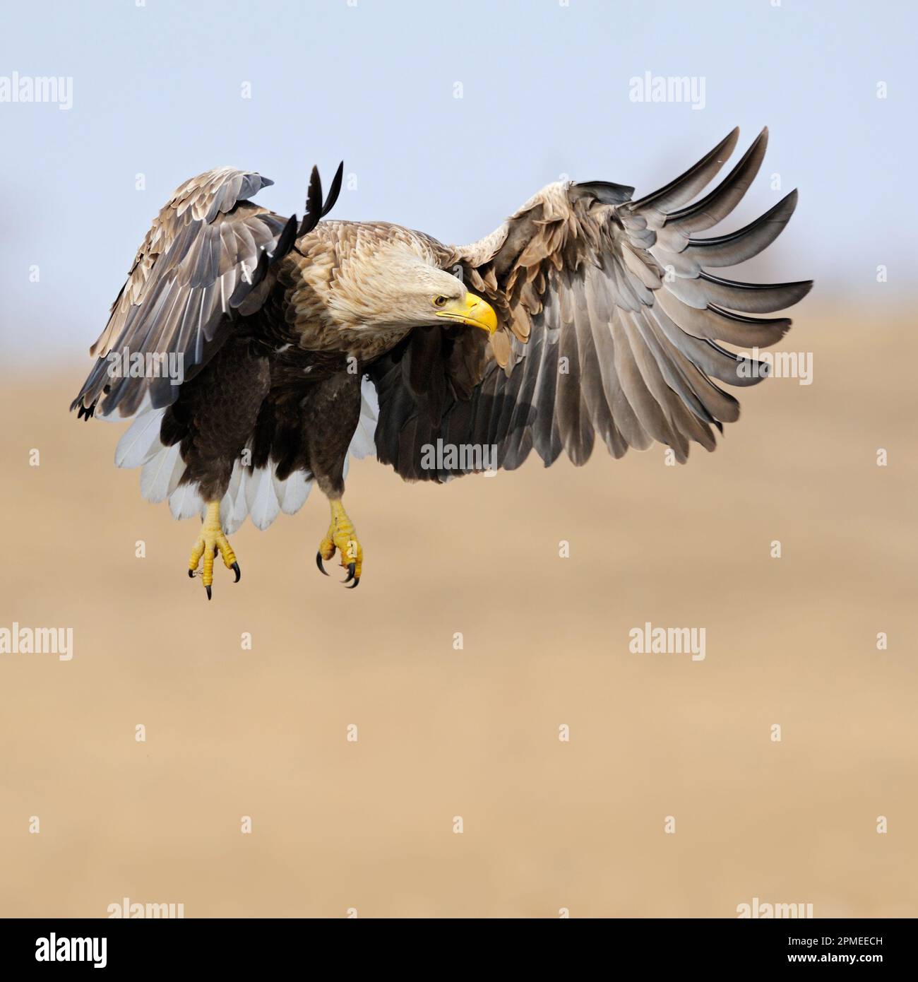 Aigle Ã queue blanche / aigle Ã queue blanche / Seeadler ( Haliaeetus albicilla ) volant sur des terres humides, chasse, observation des proies, posture frontale impressionnante, faune Banque D'Images