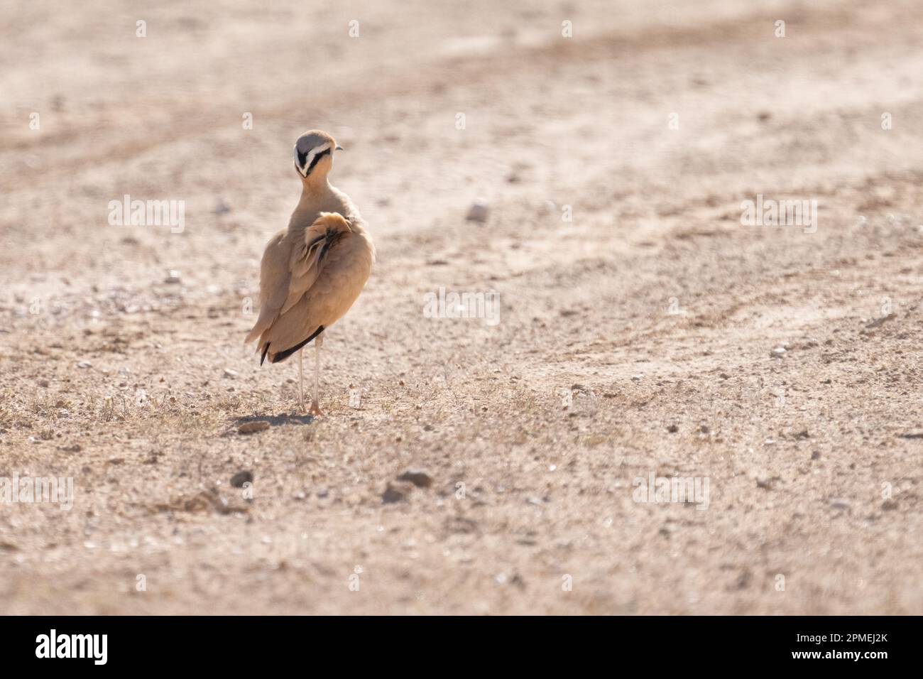 La coureuse de couleur crème (Cursorius Cursor) est une coureuse de la famille pratincole et courser, Glareolidae. Photographié en Israël en octobre Banque D'Images