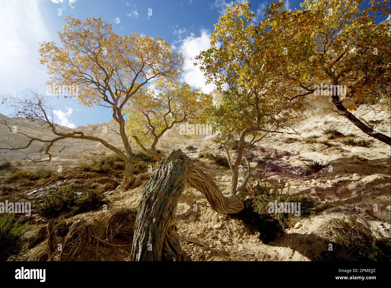 Le Populus euphratica, communément connu sous le nom de peuplier Euphrate, peuplier désertique, peuplier à feuilles diversifiées, ou peuplier à feuilles diversifiées, est une espèce de peuplier t. Banque D'Images