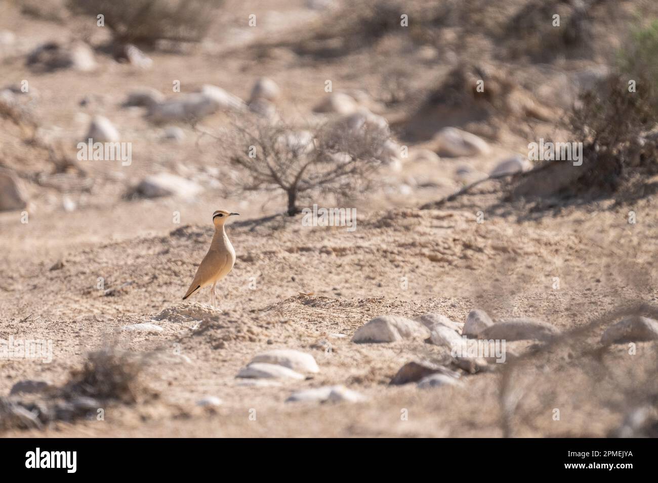 La coureuse de couleur crème (Cursorius Cursor) est une coureuse de la famille pratincole et courser, Glareolidae. Photographié en Israël en octobre Banque D'Images