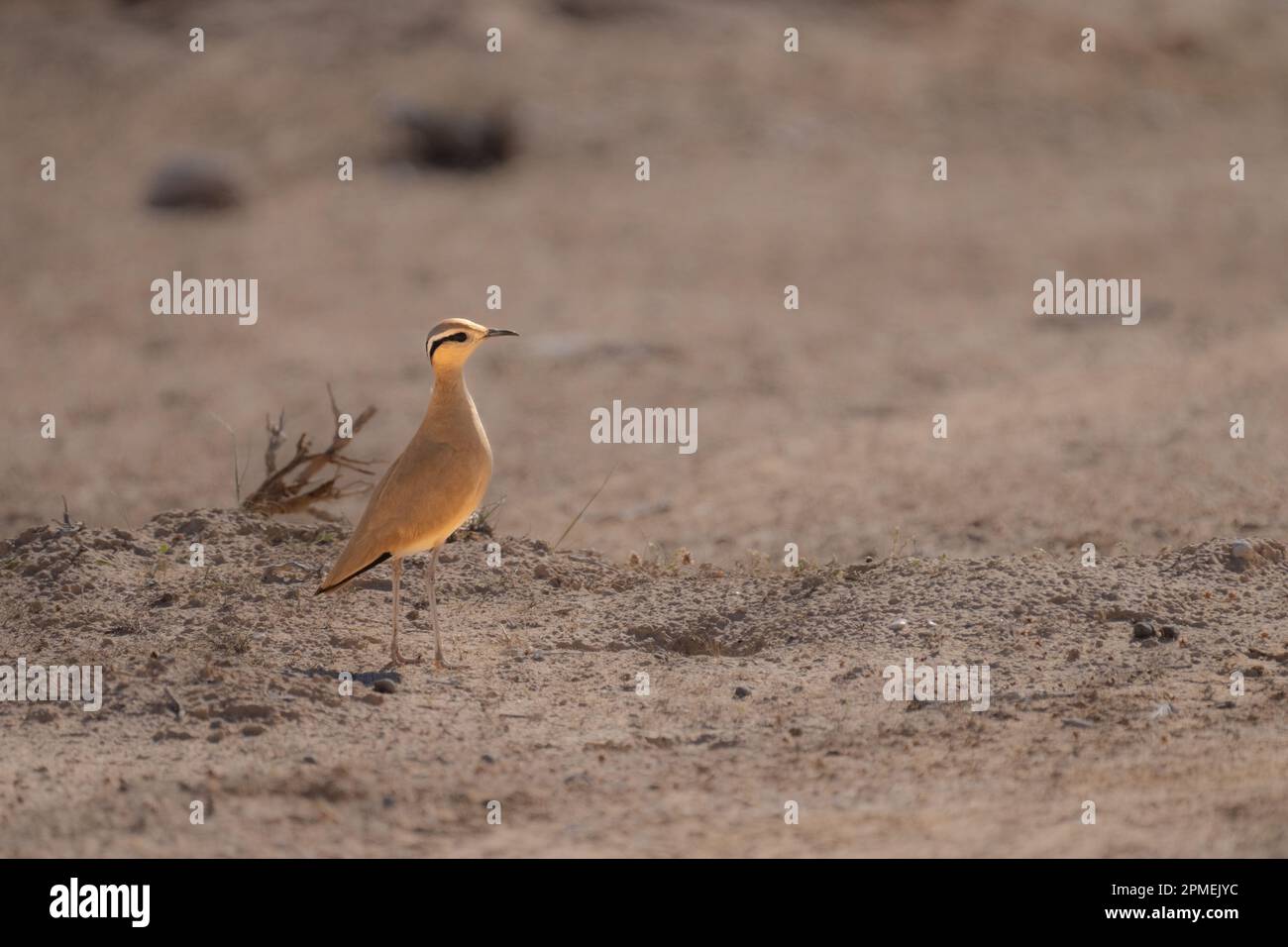 La coureuse de couleur crème (Cursorius Cursor) est une coureuse de la famille pratincole et courser, Glareolidae. Photographié en Israël en octobre Banque D'Images