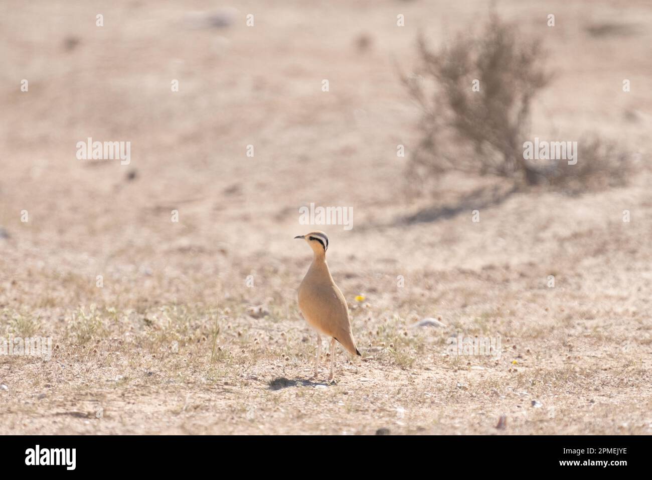 La coureuse de couleur crème (Cursorius Cursor) est une coureuse de la famille pratincole et courser, Glareolidae. Photographié en Israël en octobre Banque D'Images