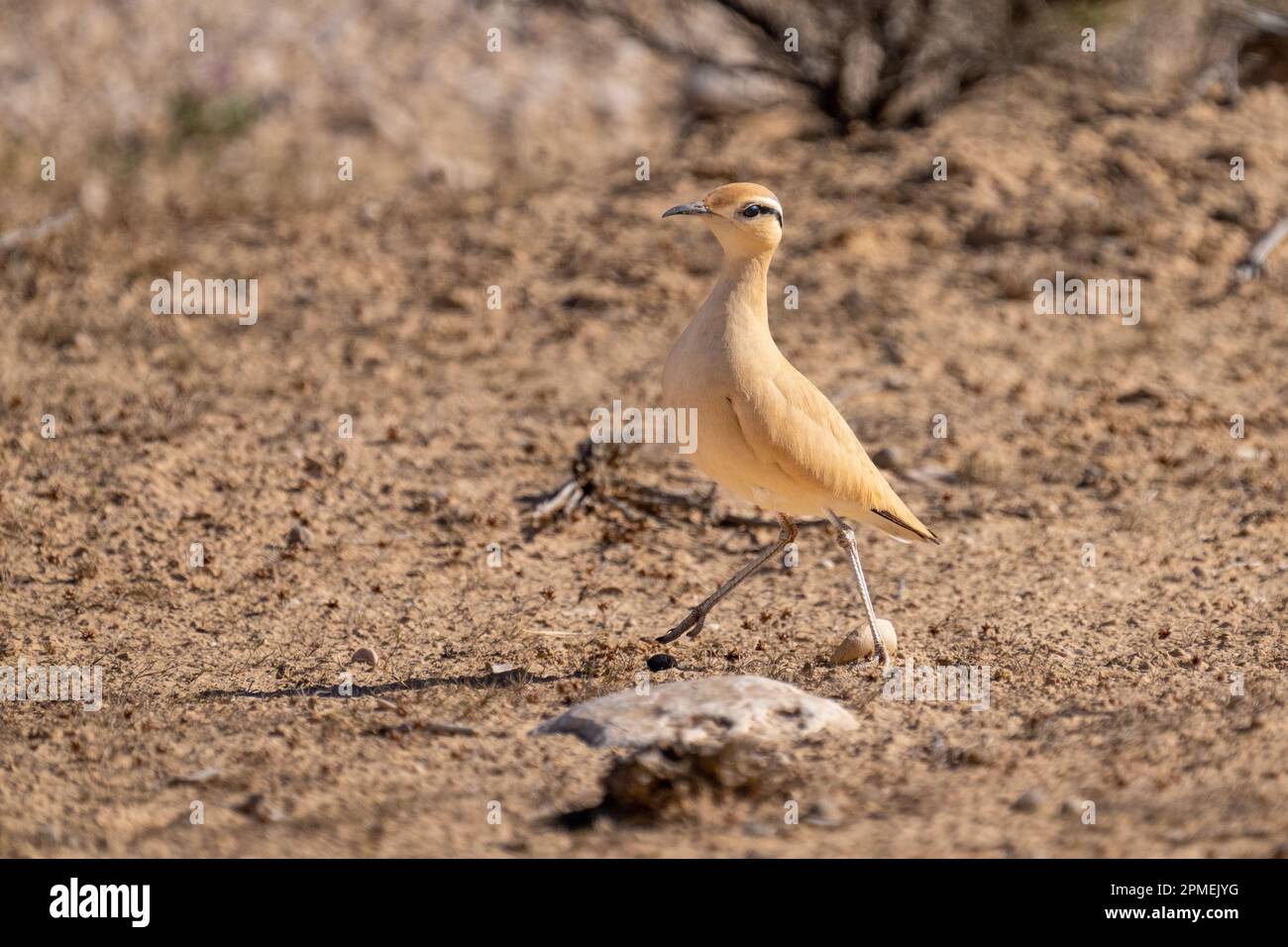 La coureuse de couleur crème (Cursorius Cursor) est une coureuse de la famille pratincole et courser, Glareolidae. Photographié en Israël en octobre Banque D'Images