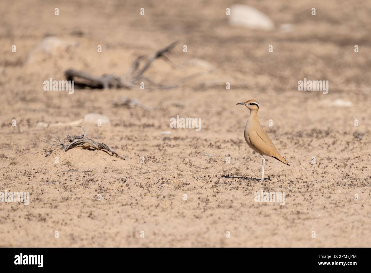La coureuse de couleur crème (Cursorius Cursor) est une coureuse de la famille pratincole et courser, Glareolidae. Photographié en Israël en octobre Banque D'Images