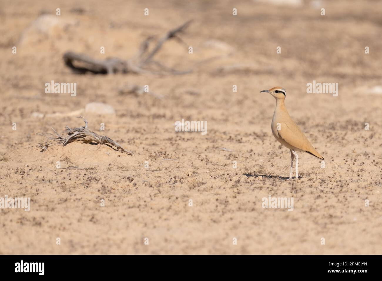 La coureuse de couleur crème (Cursorius Cursor) est une coureuse de la famille pratincole et courser, Glareolidae. Photographié en Israël en octobre Banque D'Images