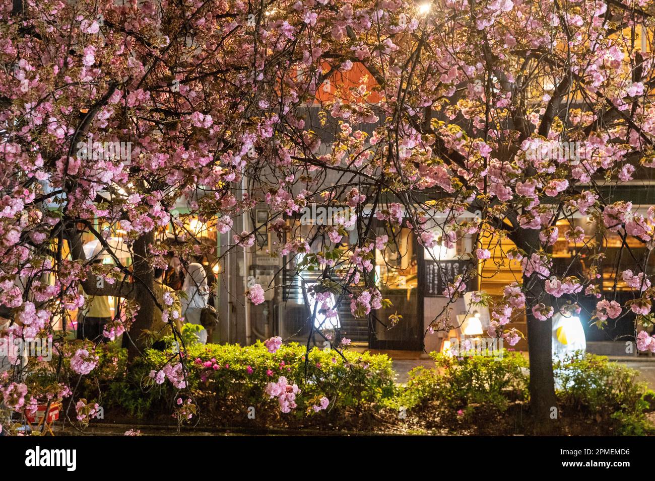 Kyoto Japon fleurs de cerisier de printemps floraison, la nuit sakura de cerisier de fleurs est illuminé dans le centre-ville de Kyoto, Japon, Asie Banque D'Images