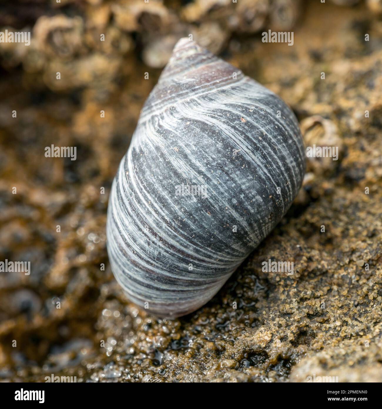 Gros plan photo d'un seul mollusque commun Littorina littorea d'escargot de mer gastropode marine avec joli motif de coquille de bande, Écosse, Royaume-Uni Banque D'Images