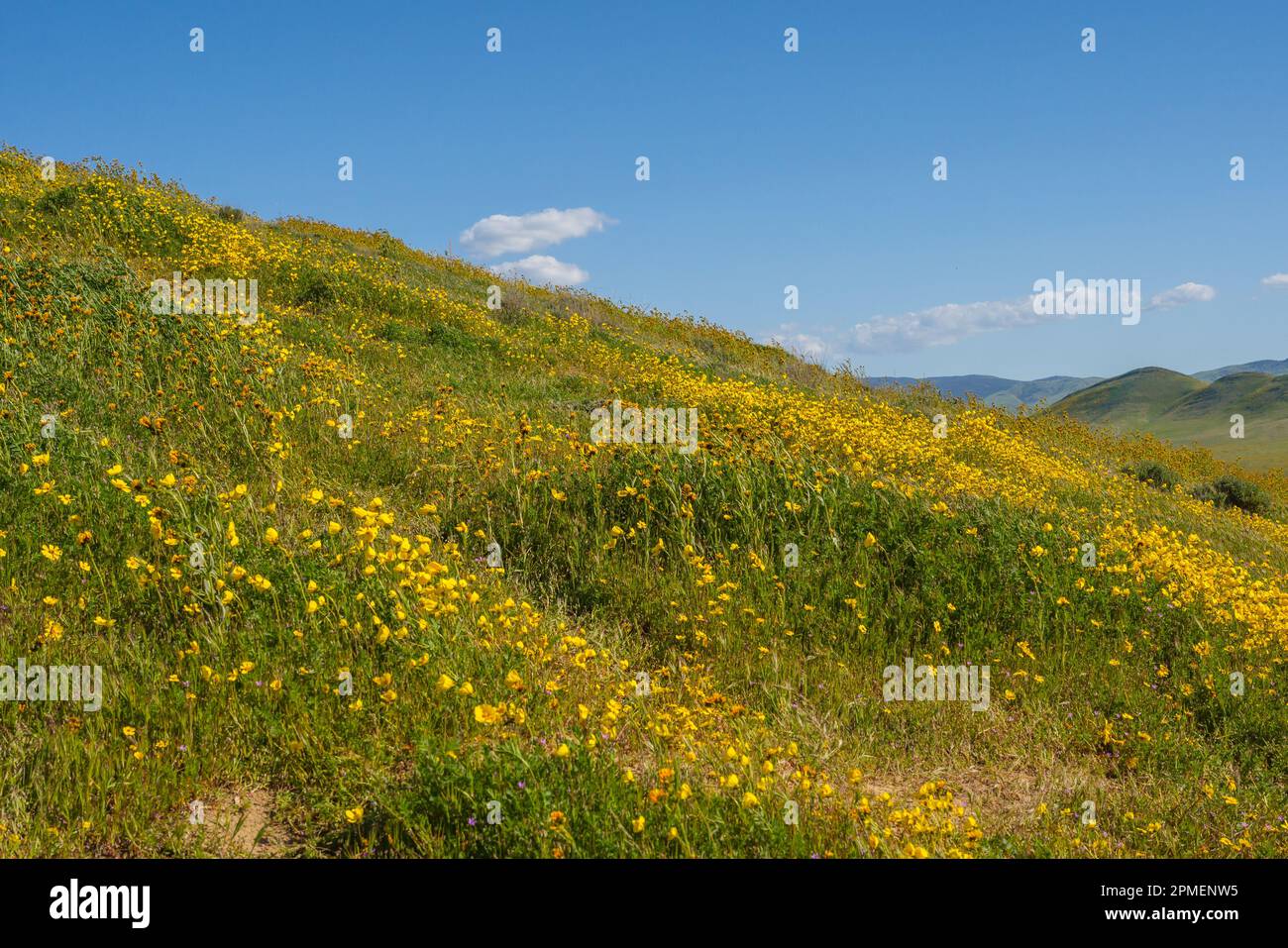 Collines et montagnes couvertes de fleurs sauvages, saison des fleurs sauvages de Californie, Monument national de Carrizo Plain Banque D'Images