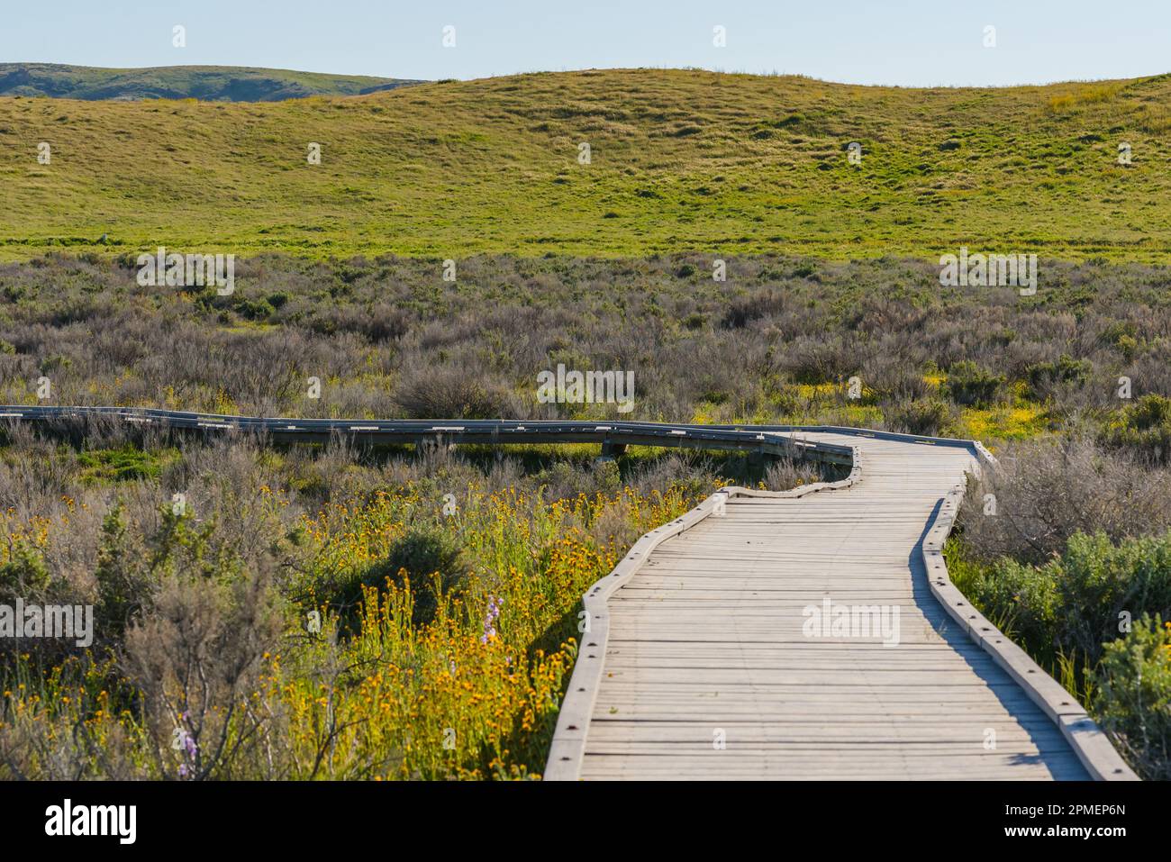 Promenade en bois à travers les champs de fleurs sauvages jaunes qui fleurissent au bord du lac de Soda, monument national de Carrizo Plain, centre de la Californie Banque D'Images