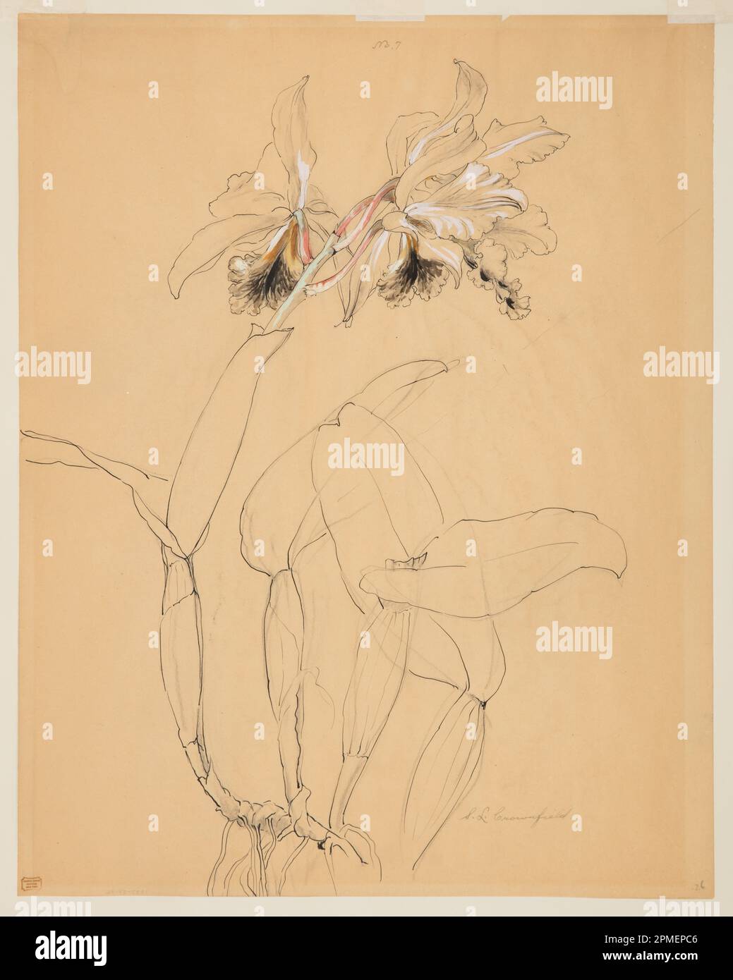 Dessin, étude d'une orchidée; conçu par Sophia L. Crownfield (américain, 1862–1929); États-Unis; stylo et encre, pinceau et gouache, graphite sur papier à tracer ; 60,5 × 47,6 cm (23 13/16 × 18 3/4 po.) Tapis : 71,1 × 55,9 cm (28 × 22 po) Banque D'Images