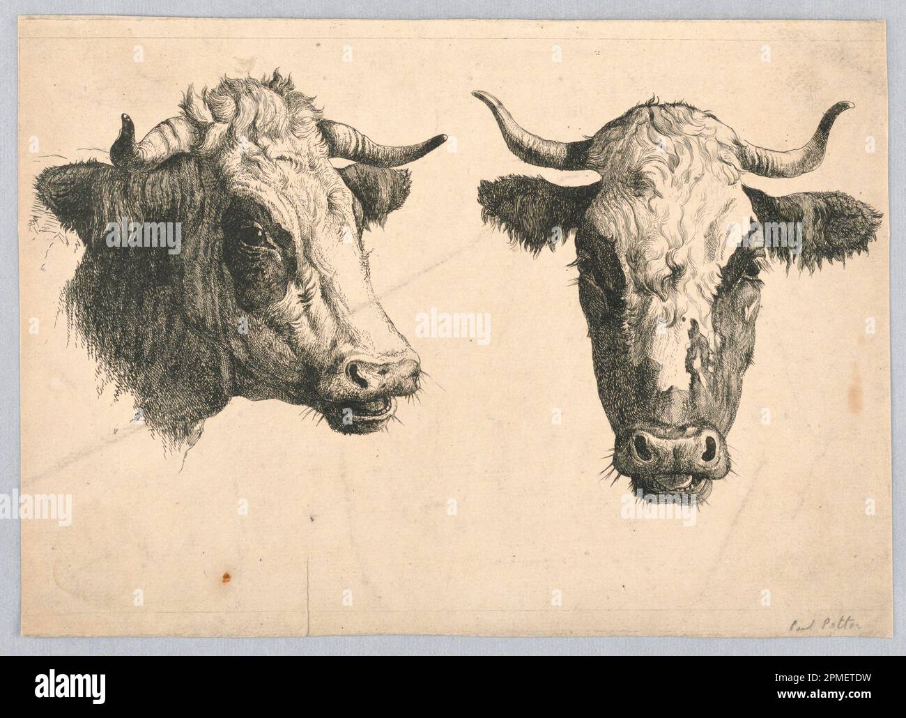 Impression, deux têtes de vache ; Imprimeur : Marcus de Bye (1639 – 1690) ; gravure sur papier Banque D'Images