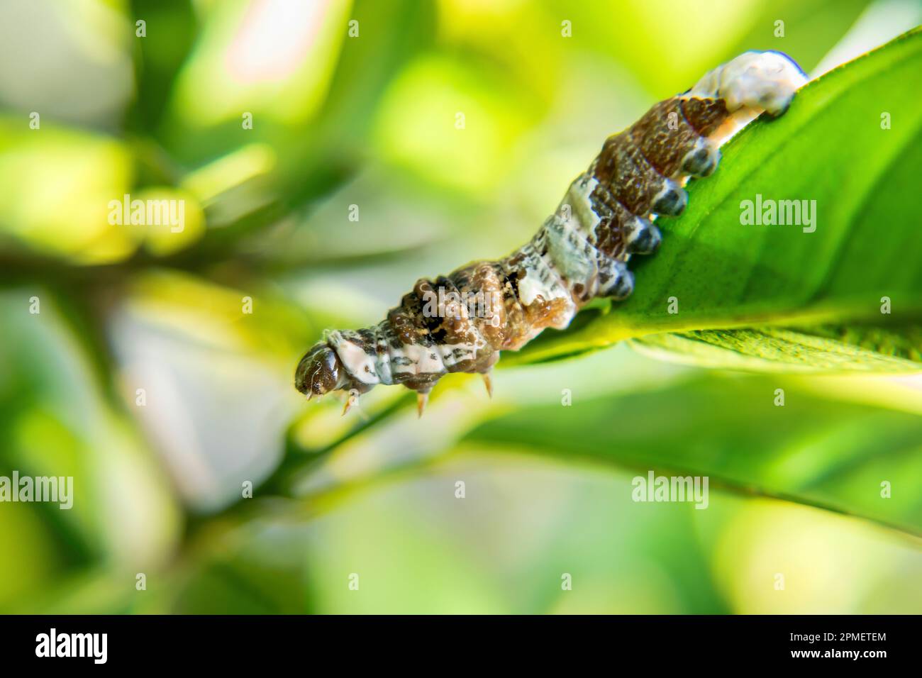 Grand porte-queue Caterpillar Banque D'Images