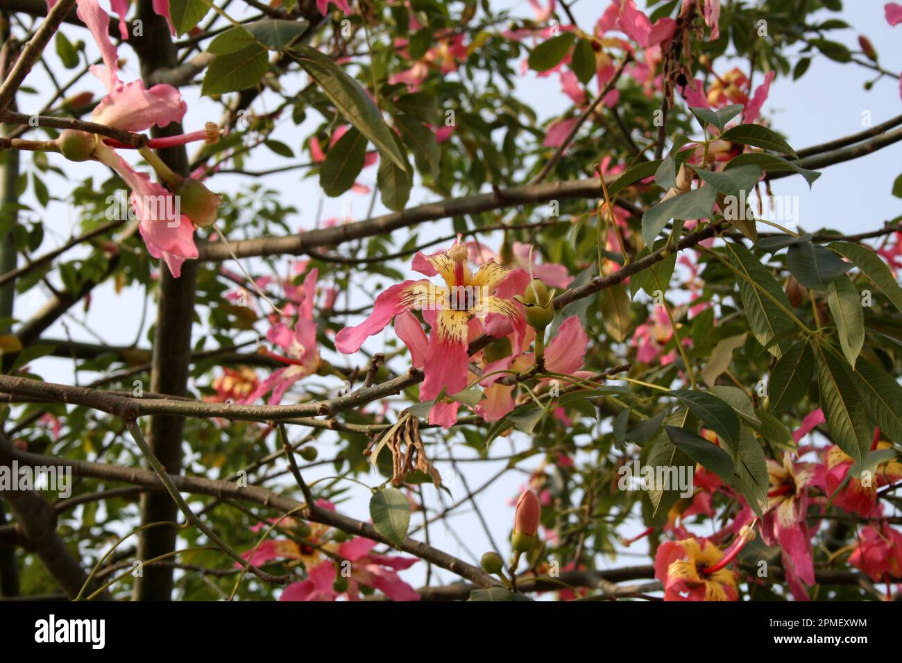 Soie dentaire (Ceiba speciosa) en fleur : (pix Sanjiv Shukla) Banque D'Images
