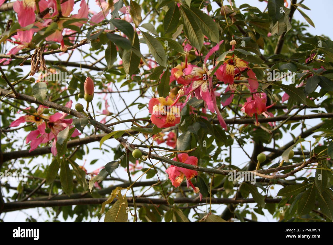 Soie dentaire (Ceiba speciosa) en fleur : (pix Sanjiv Shukla) Banque D'Images