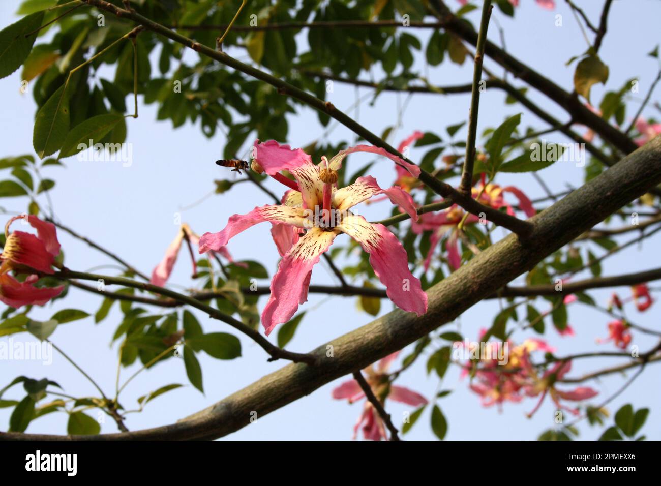 Soie dentaire (Ceiba speciosa) en fleur : (pix Sanjiv Shukla) Banque D'Images