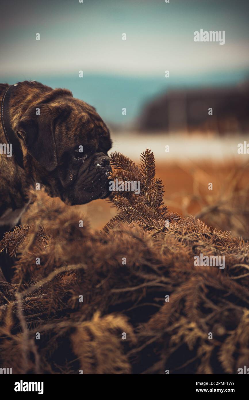 Chien Boxer Banque D'Images