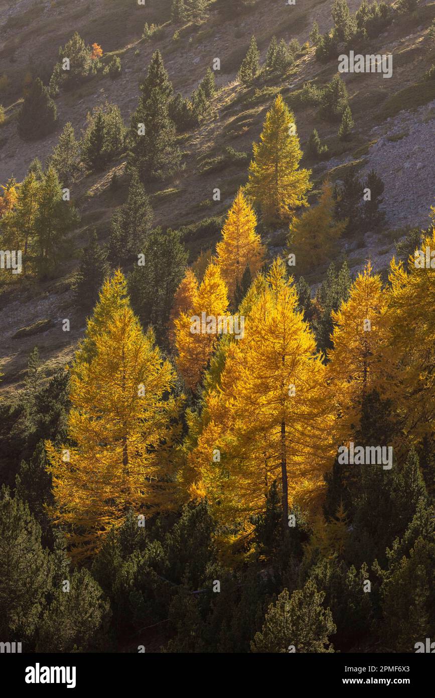 France, Hautes-Alpes, Cervières au pied du col de l'Izoard, couleur d'automne sur les larches Banque D'Images