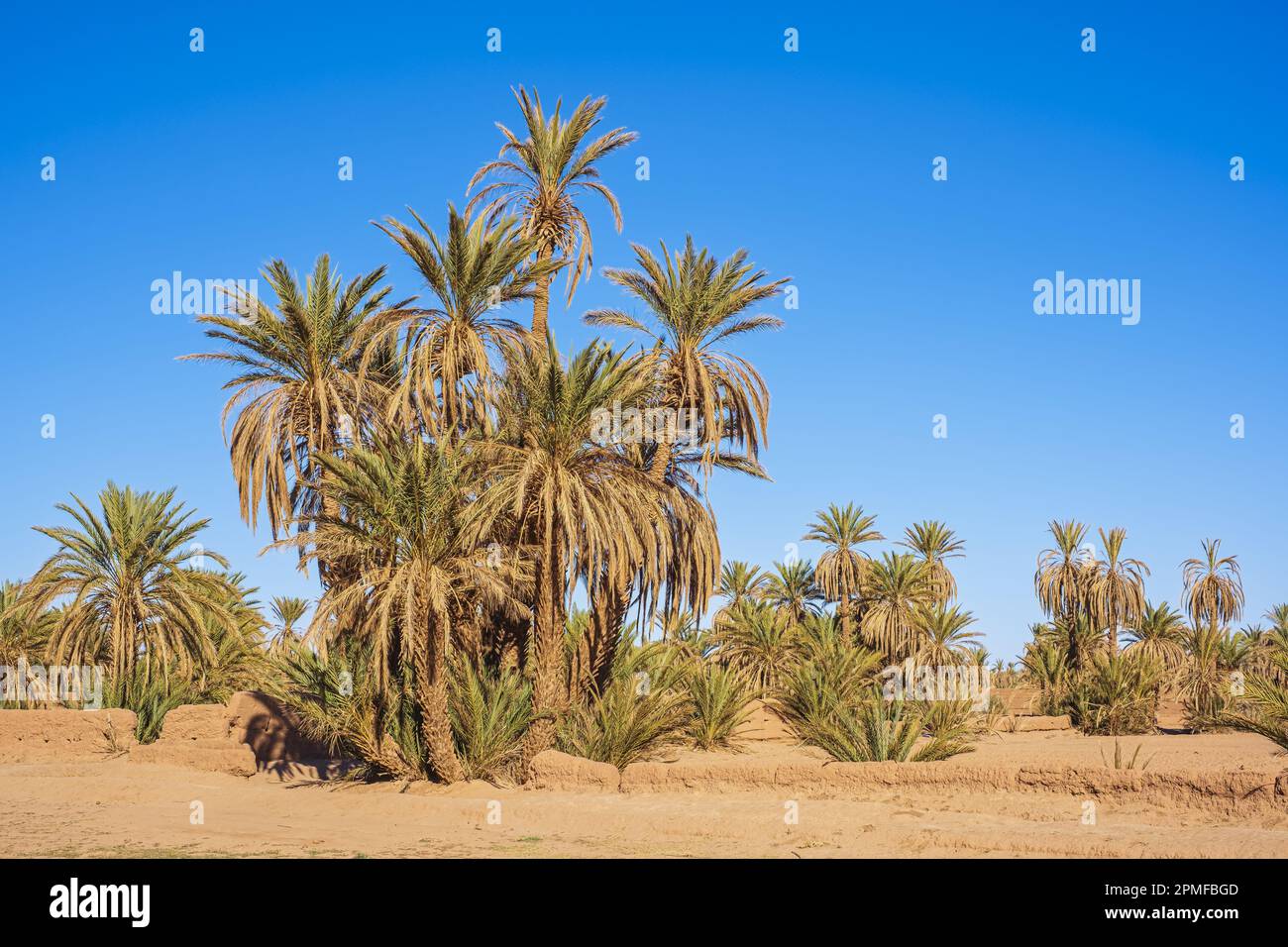 Maroc, province de Zagora, m'Hamid El Ghizlane, village aux portes du désert, palmiers ont souffert de la sécheresse Banque D'Images