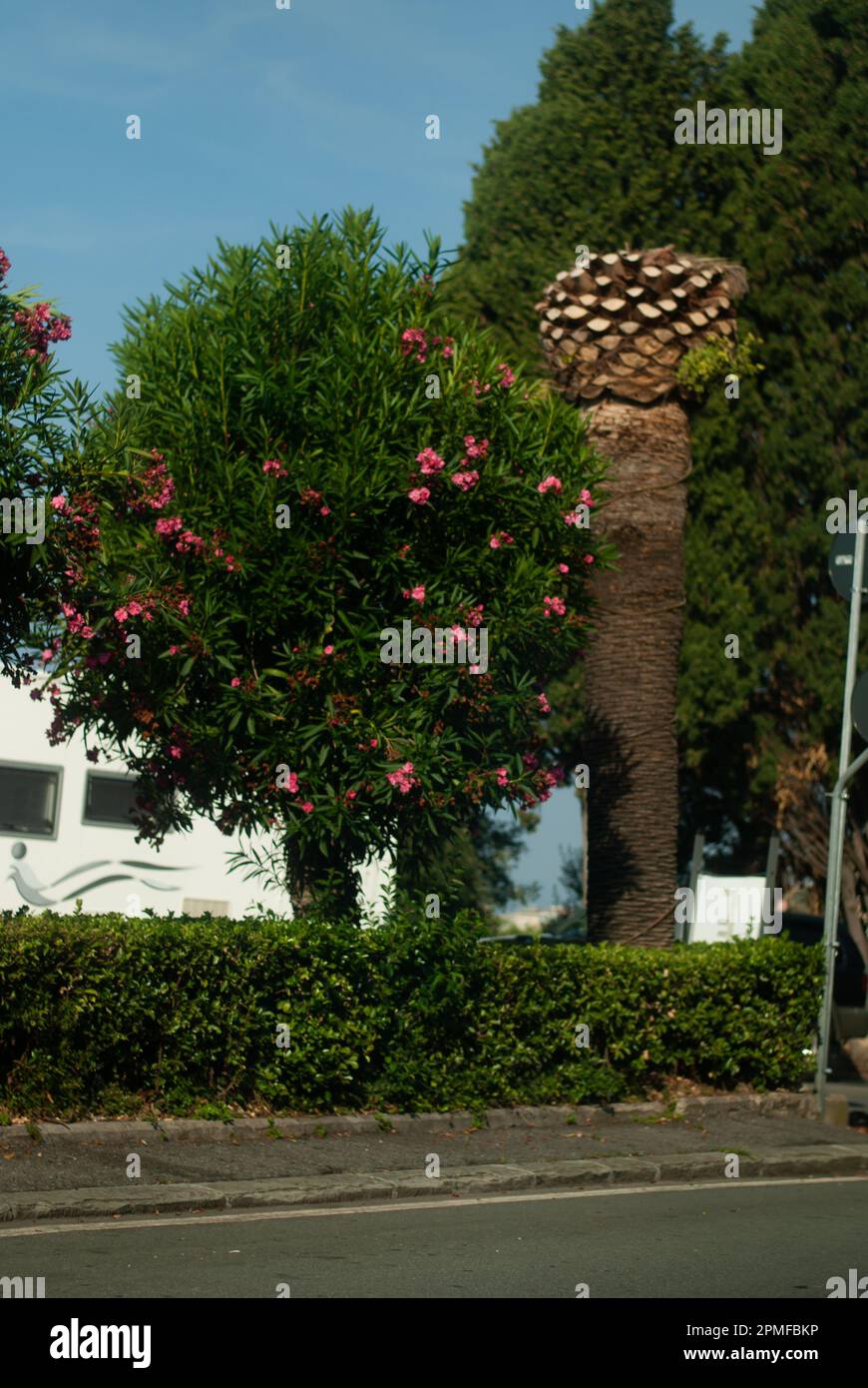 Arbre aux fleurs roses dans la rue en plein soleil Banque D'Images