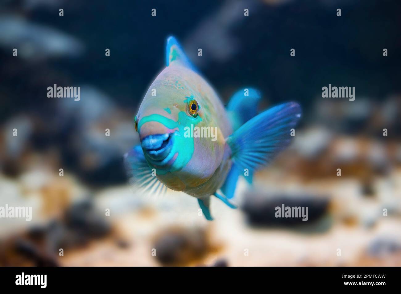 France, Vendée, île de Noirmoutier, Noirmoutier en ile, perroquet tricolore (Scarus tricolor) à l'aquarium du Sealand Banque D'Images