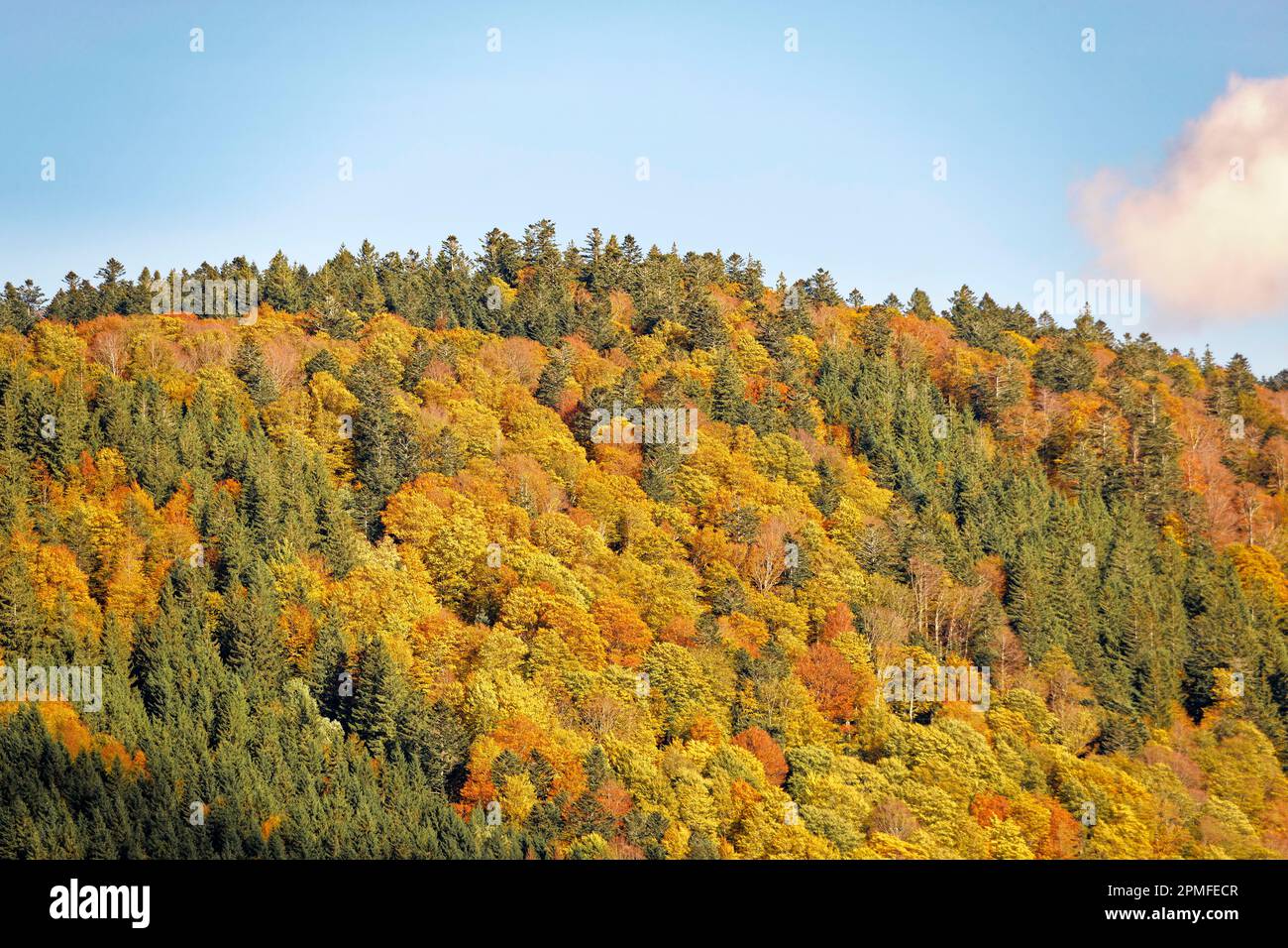 France, Vosges (88), Parc naturel régional des ballons des Vosges, la Bresse, forêts aux couleurs automnales, forêts colorées Banque D'Images