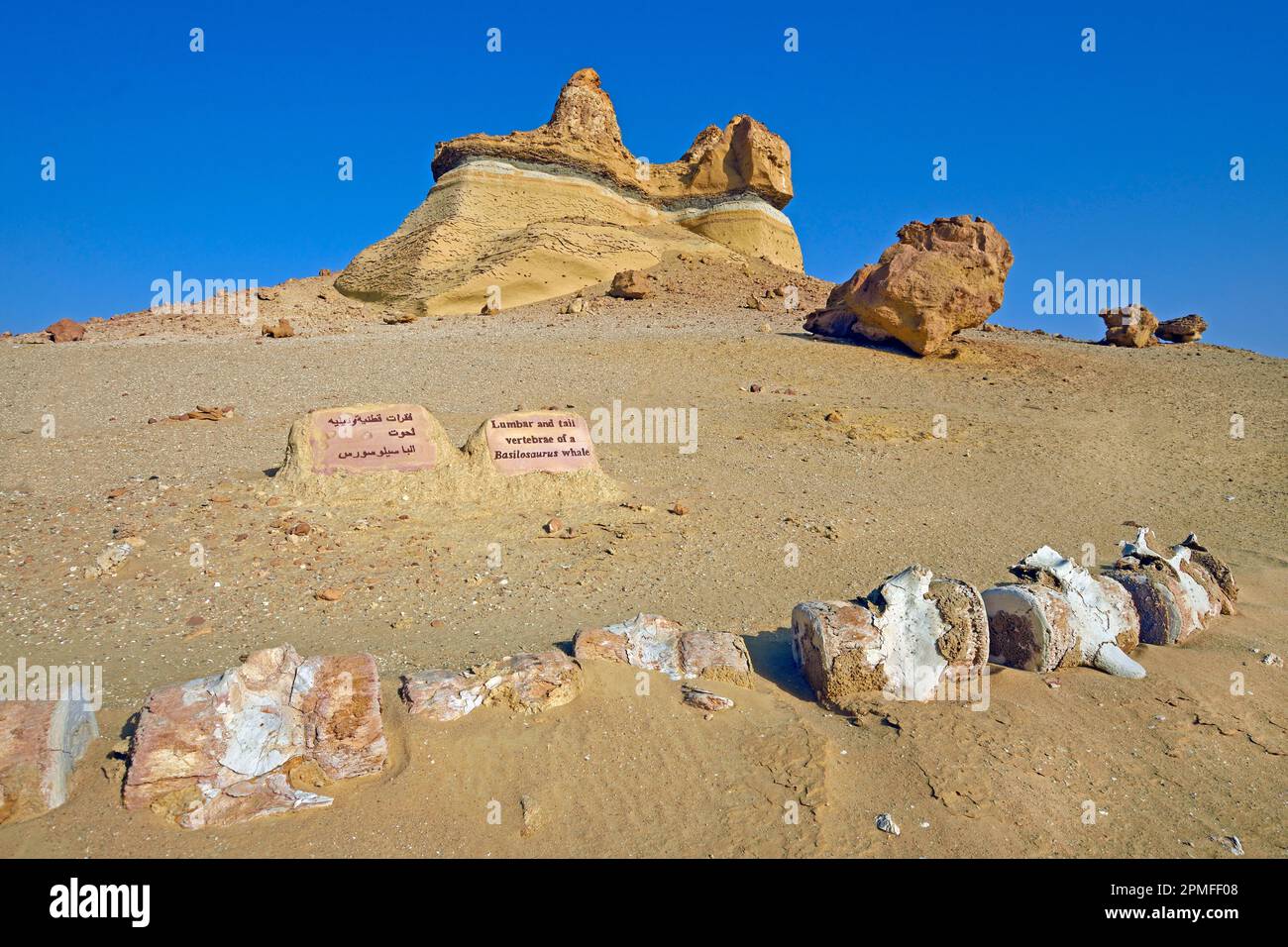 Égypte, région de Fayoum, Wadi El Hitan, vallée de Whales classée au patrimoine mondial par l'UNESCO, squelette d'un Basilosaurus sp. genre éteint de cétacés Banque D'Images