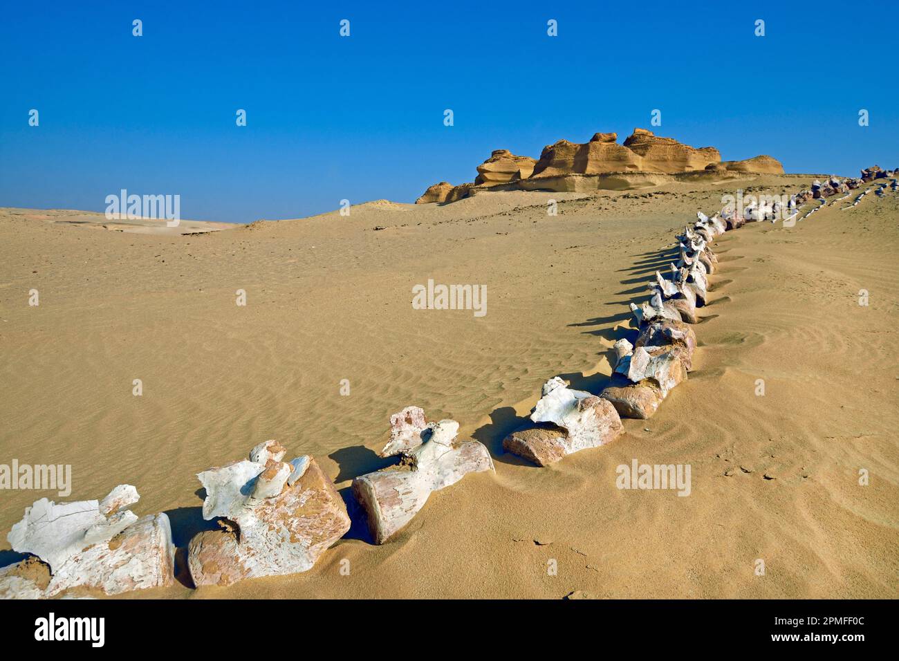 Égypte, région de Fayoum, Wadi El Hitan, vallée de Whales classée au patrimoine mondial par l'UNESCO, squelette d'un Basilosaurus sp. genre éteint de cétacés Banque D'Images