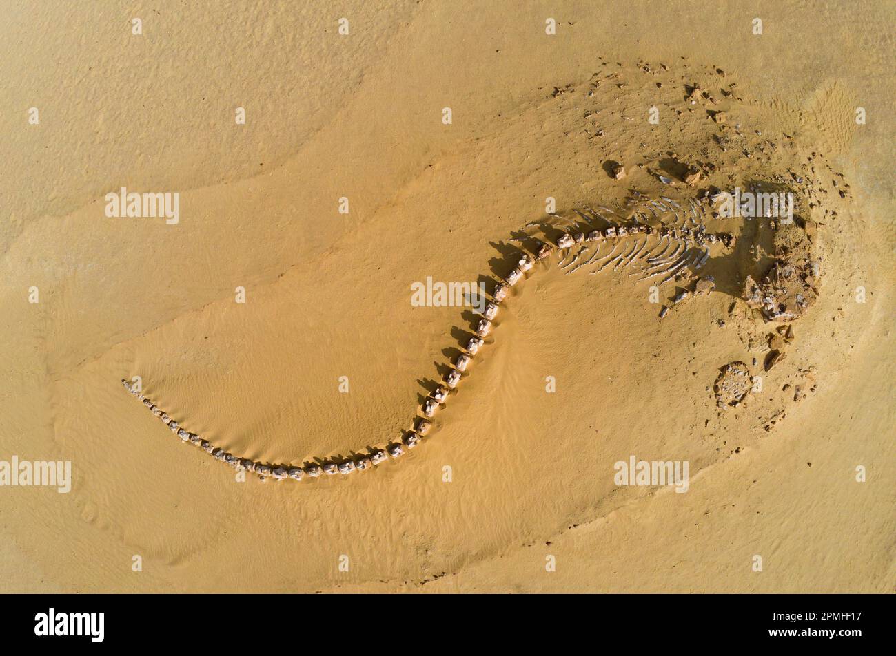 Égypte, région de Fayoum, Wadi El Hitan, vallée de Whales classée au patrimoine mondial par l